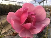 magnolia-brixton-belle-single-flower-scaled