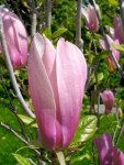 magnolia-ricki