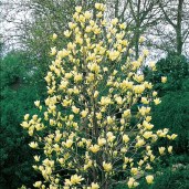 magnolia-x-brooklynensis-yellow-bird-tree-p3319-24209_image