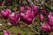 magnolia-x-soulangeana-pickards-garnet-1