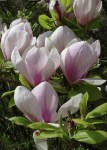 magnolia-x-soulangeana-sundew-neil-joyscience-photo-library