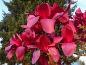 magnolia.vulcan.5