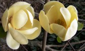 magnolia5