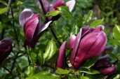 magnolia_liliiflora_nigra