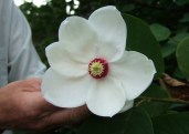magnolia_pride_of_norway_olav