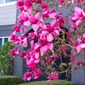 magnolia_vulcan2