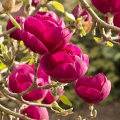 magnolija-gibridnaja-blyek-tulip-black-tulip