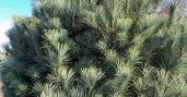 maxresdefault-1-1024x576
