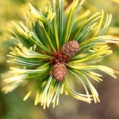 menu_3-pine-thumbnail-190x190-1