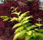 metasequoia-glypto-gold-rush-metasequoia-glyptostroboides-chinesisches-rotholz-urwelt-mammutbaum-cupressaceae