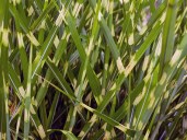 miscanthus5b_sinensis_zebrina