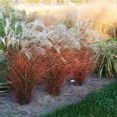 miskantus-kitaiskii-roter-pfeil-roter-pfeil