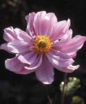 mpp_anemone-konigin-charlotte-250x300