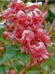 neillia-affinis16657