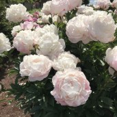 nick-shaylor1-1000x1000