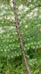 nothofagus-antarctica-antarctic-beech-tree