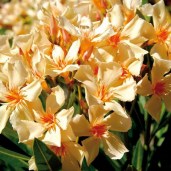oleander-orange_von_tom-garten_auf-blumen-de