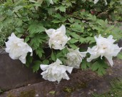 paeonia-japanese-cultivars-renkaku-1