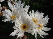paeonia-lactiflora-lois-kelsey_ndg0ntaznvo