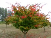 parrotia_persica-800x600