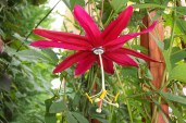 passiflora-antioquiensis-flower