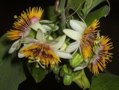 passiflora-holosericea-100720_2
