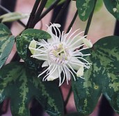 passiflora_trifasciata