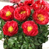 patio-peony-moscow-pion-sazhenecz-kupit