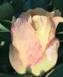 peony-al-s-choice