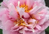 peony-alesian-victory-670-1-1600x1600