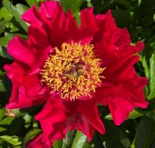 peony-fire-of-rome-411-1-600x600