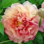 peony-magical-mystery-tour