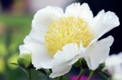 peony-paeonia-white-bowl-of-beauty-maria-mosolovascience-photo-library