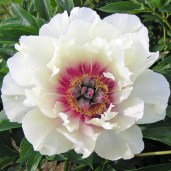 peony-rosy-prospects