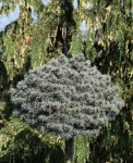pic-pun-blue-pearl-pa-23-14091822