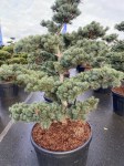 pinus-bonsai-negishi_6447b642-ddcd-4f69-9efa-f3ffe8960bf3