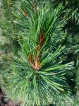 pinus-cembra-03