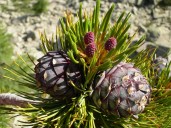 pinus-cembra-04