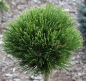 pinus-heldreichii-smidtii-kh-68-104-1