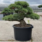 pinus-parviflora-52-cm-35-years-old