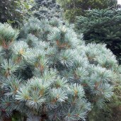 pinus-pumila-glauca