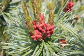 pinus-pumila3