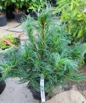 pinus-strobus-tiny-kurls5