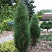 pinus_green_tower5