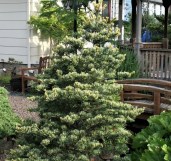 pinus_parviflora_fukai_variegated_japanese_white_pine_-_mr_maple_buy_japanese_maple_trees-2116186_1092x1092