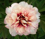 pion-oll-zet-dzhaz-paeonia-all-jazz-delenka-1256