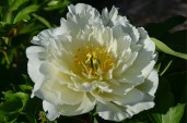 pion_17_270x195