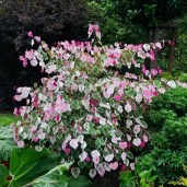 plant_30457_user_1656_202104122320068