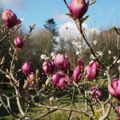 plant_31489_user_1656_20211007211852