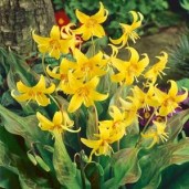 product_8068_large_f7bf4b7a-ffd6-4f49-95ea-262a26de8532_300x